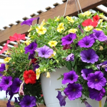 Proven Winners® Hanging Baskets