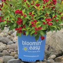 Bloomin' Easy™ Plants - To learn more: