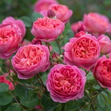 David Austin™ Roses - To learn more: