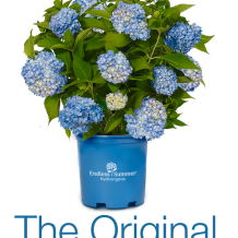 Endless Summer™ Hydrangea - To learn more: