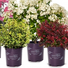 First Editions™ Plants - To learn more: