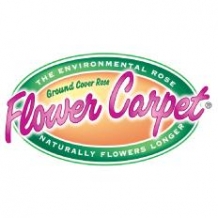 Flower Carpet® Roses