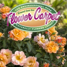 Flower Carpet™ Roses - To learn more: