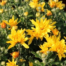 Cheerful Autumn-Blooming Mums