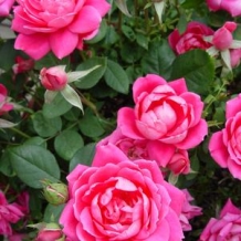 Knock Out® Rose 'Double Pink'