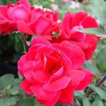 Knockout™ Roses -  To learn more: