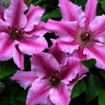Raymond Evison™ Clematis - To learn more: