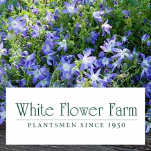 White Flower Farm™ -  To learn more: