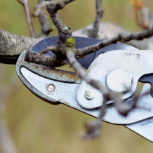 Know how to prune.  Read more pruning tips from Bower & Branch™: